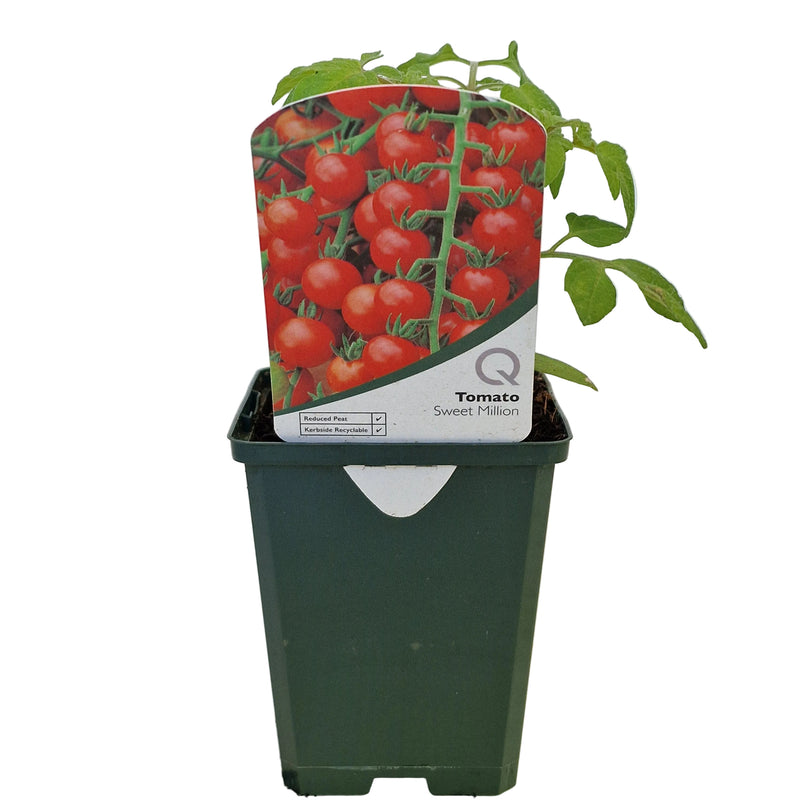TOMATO Sweet Million  8.5cm
