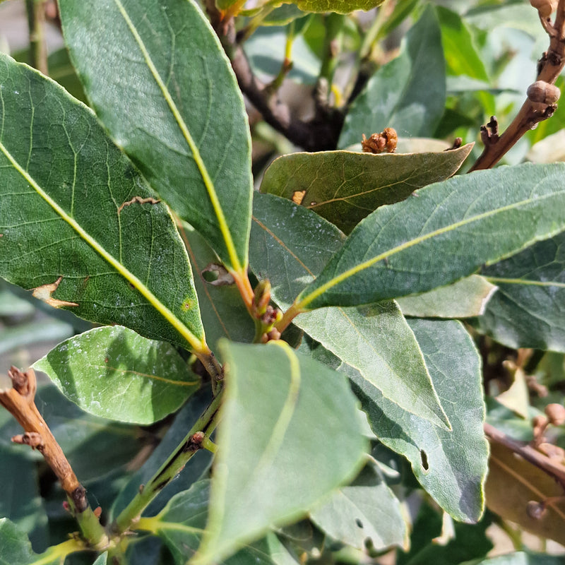 Laurus 'Nobilis Twisted 40/45'