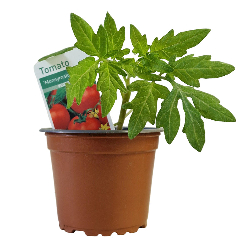 TOMATO Moneymaker 8.5cm