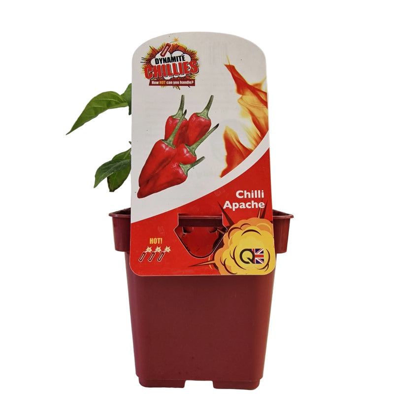 QTL Chilli Pepper Apache 10cm