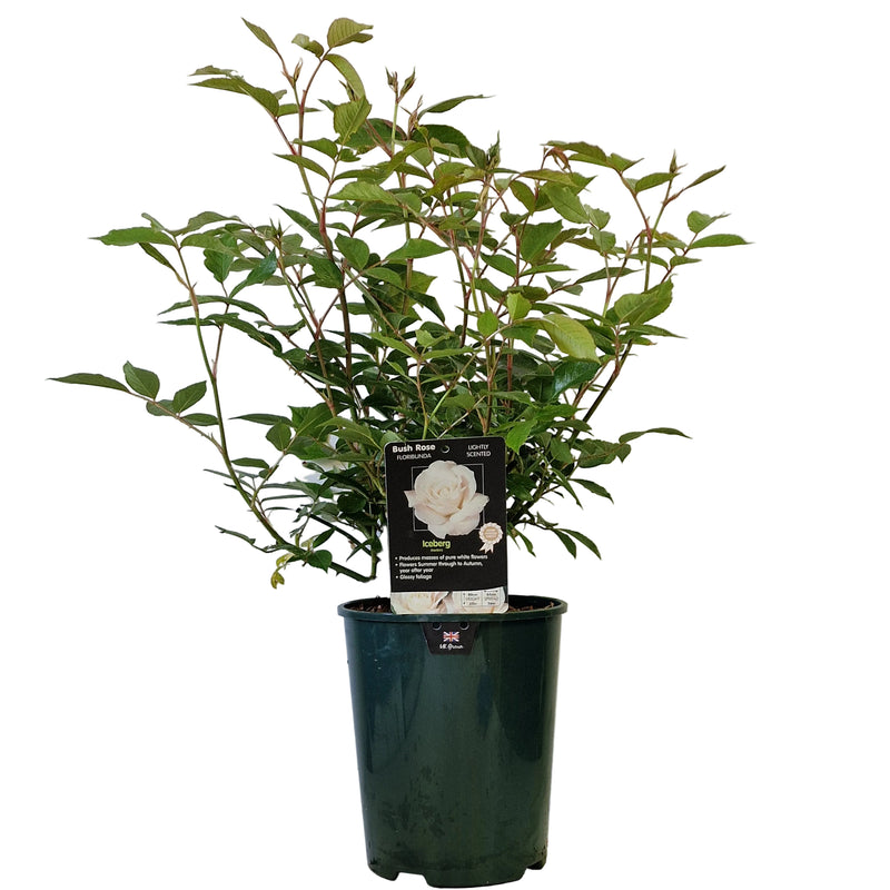 BUSH ROSE - Iceberg 3ltr