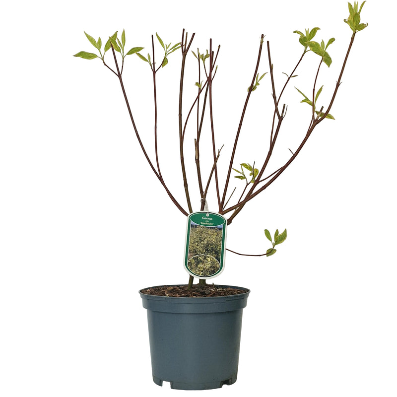 CORNUS alba 'Gouchaultii' 3ltr