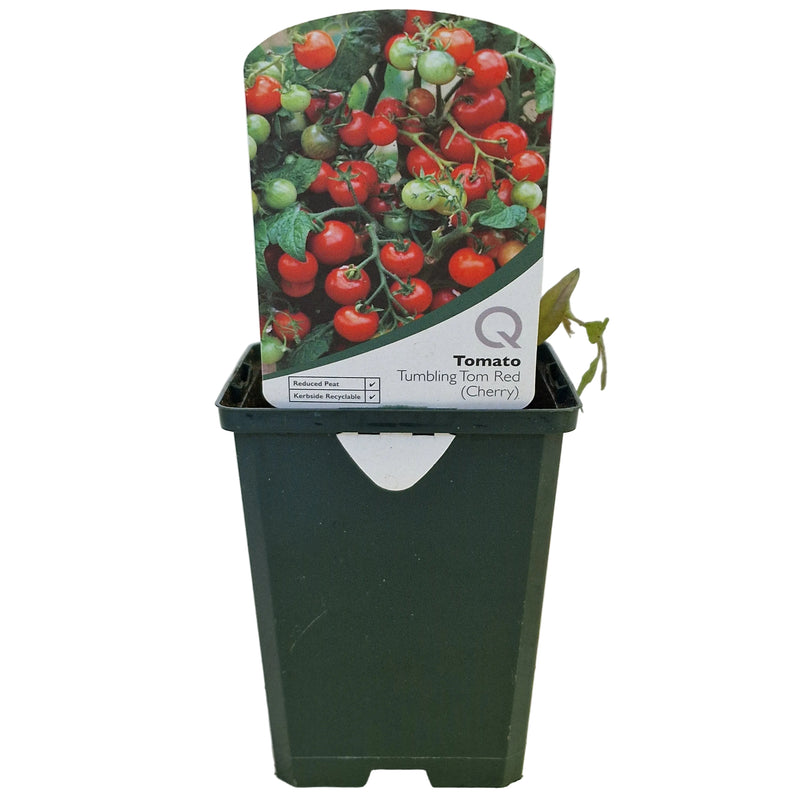 TOMATO Tumbling Tom Red 8.5cm