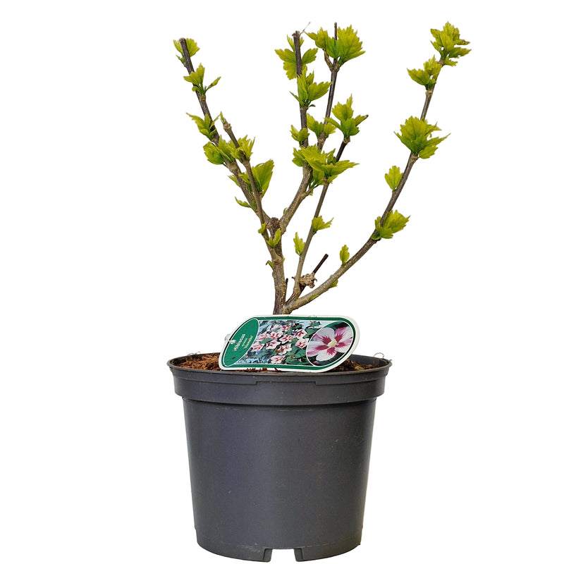 HIBISCUS syr 'Hamabo' 3l
