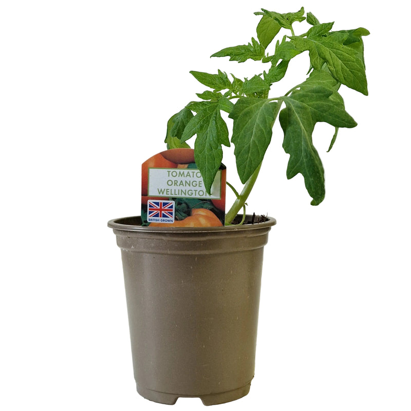 TOMATO Orange Wellington 9cm