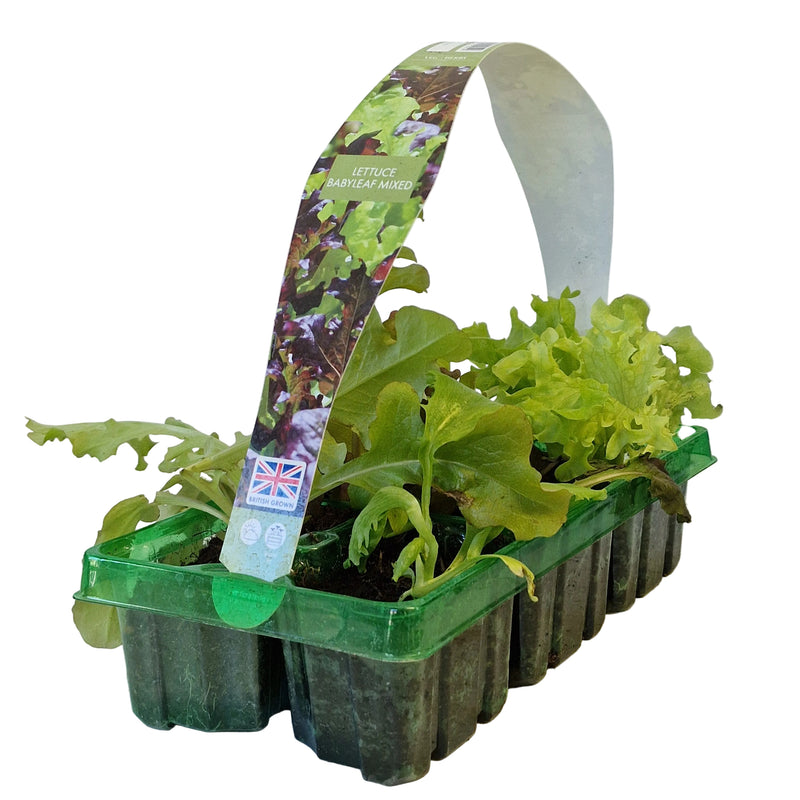 LETTUCE Babyleaf Mixed 6-Pack