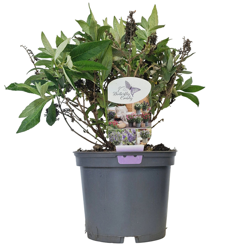 BUDDLEJA dav Butterfly Candy Little Lila (PBR) 3l