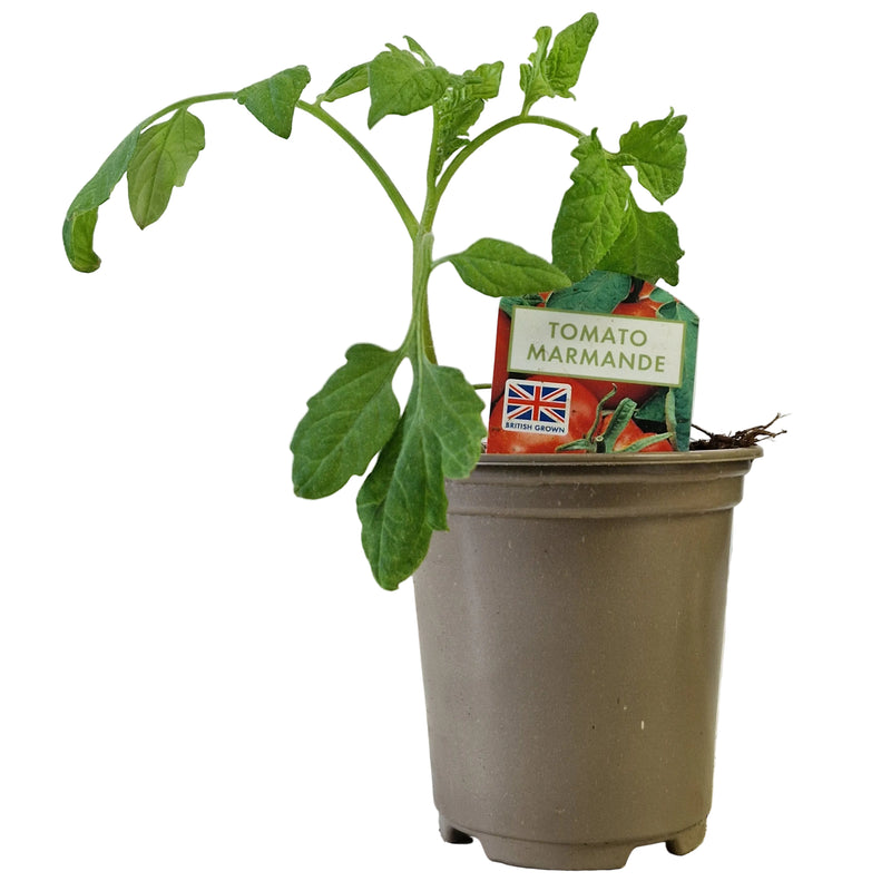 TOMATO Marmande  9cm