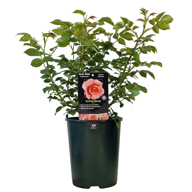 BUSH ROSE - Summer Beauty 3ltr