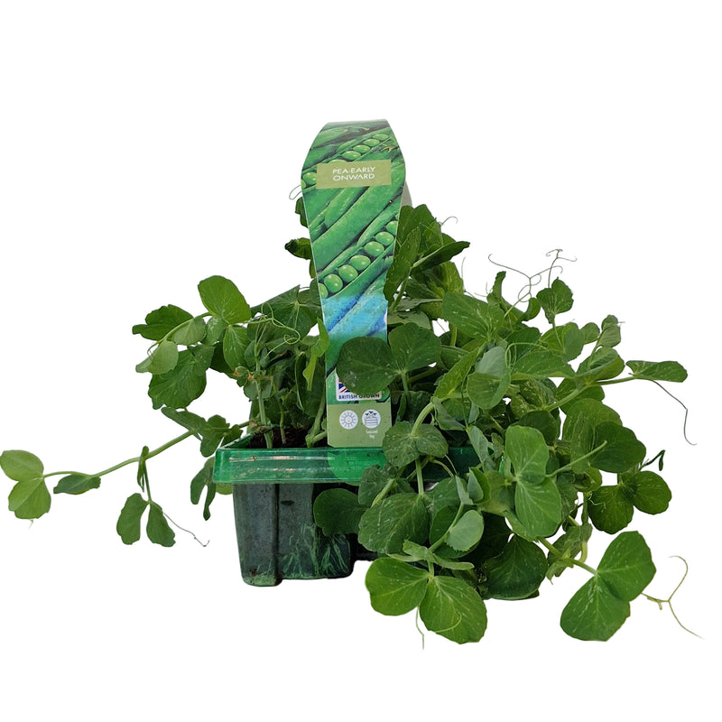 PEA (Garden Pea) Early Onward 6-Pack