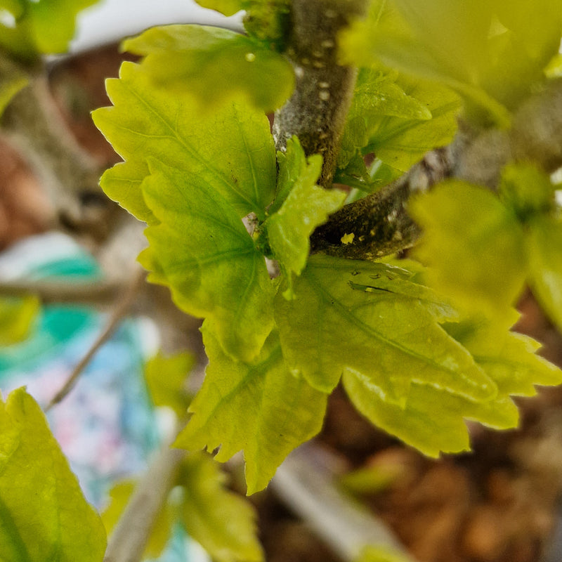HIBISCUS syr 'Hamabo' 3l