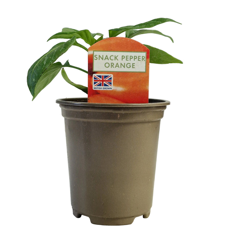 PEPPER Snack Orange 9cm