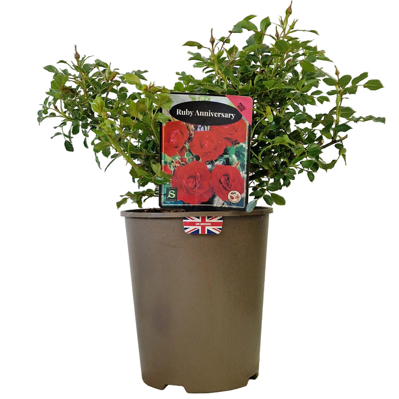 ROSE 3ltr