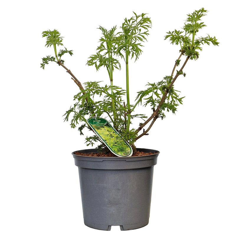 SAMBUCUS nigra 'Golden Tower' 3ltr