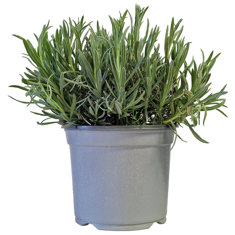 LAVANDULA Angustifolia 18cm