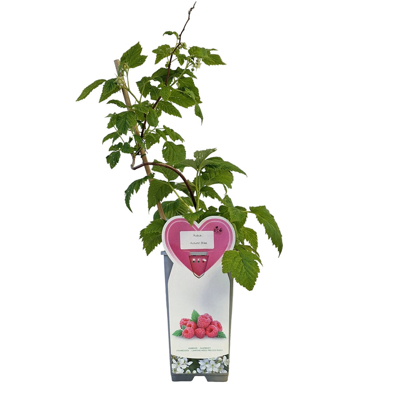 RASPBERRY Autumn Bliss 2ltr