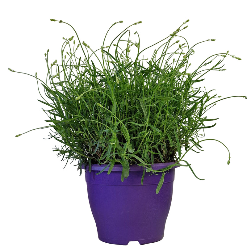 LAVANDULA Munstead 26cm
