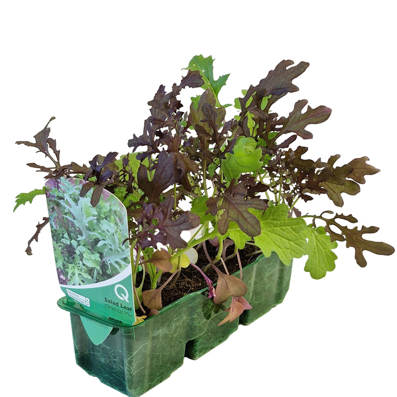 QTL Strip -  Salad Leaf - Oriental Mix
