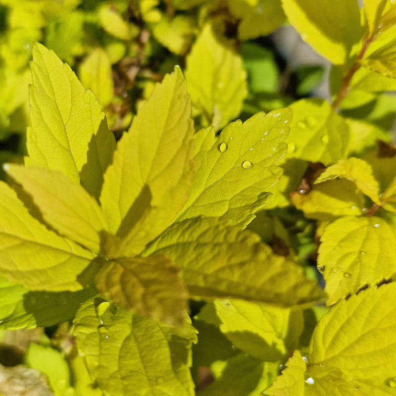 SPIRAEA japonica 'Goldmound' 3ltr