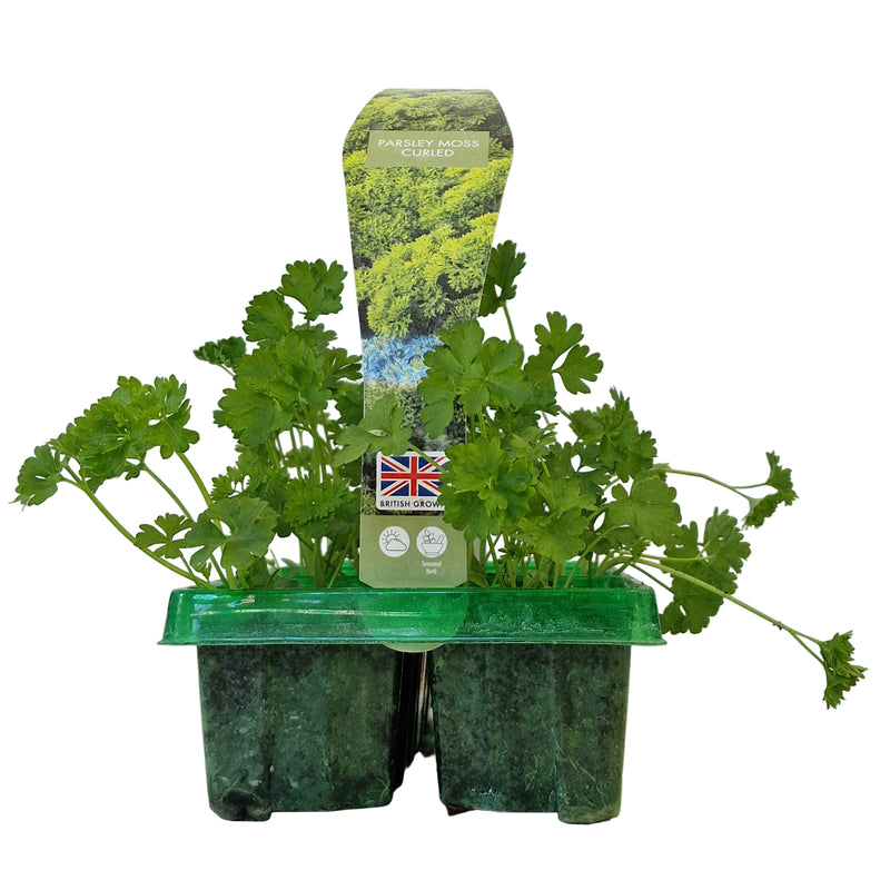 PARSLEY Moss Curled 6-Pack
