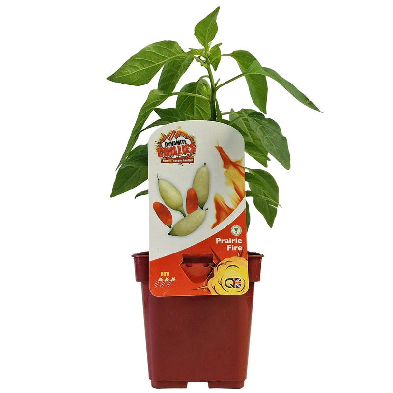 QTL Chilli Pepper Prarie Fire 10cm