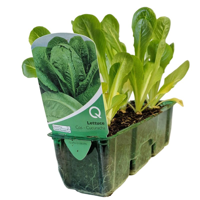 QTL Strip -  Lettuce - Cos