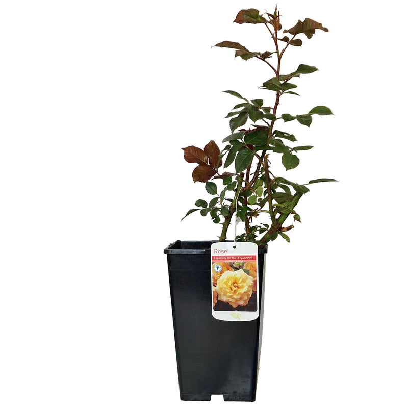 BUSH ROSE - Especially For You