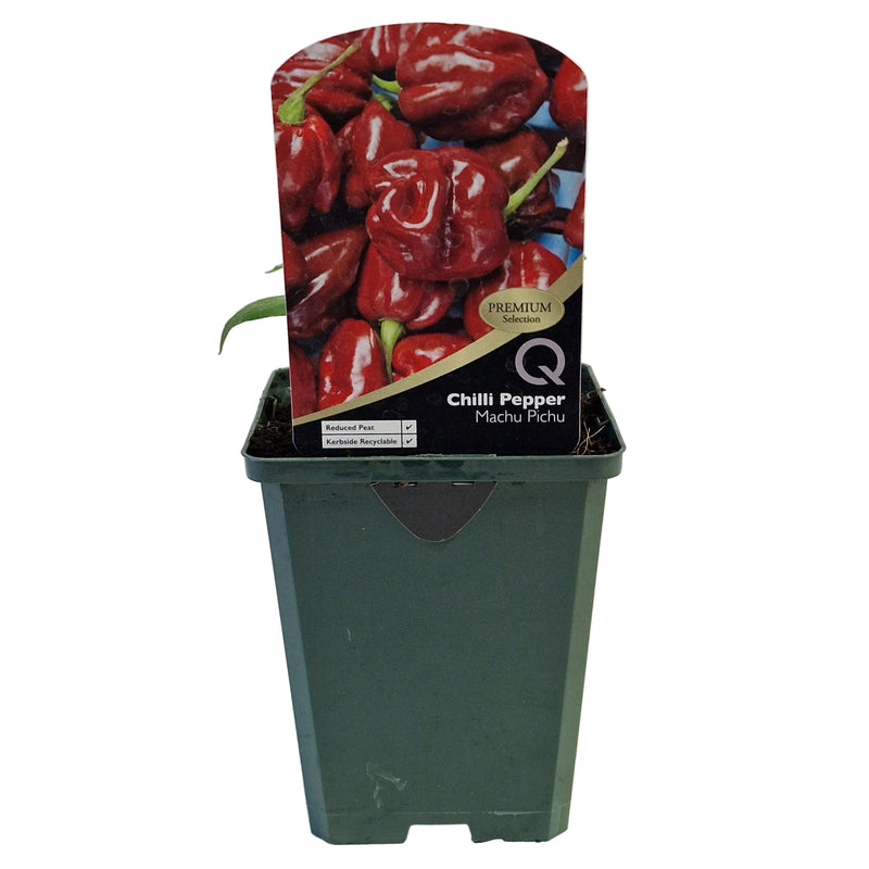 CHILLI PEPPER Machu Pichu *NEW* 8.5cm