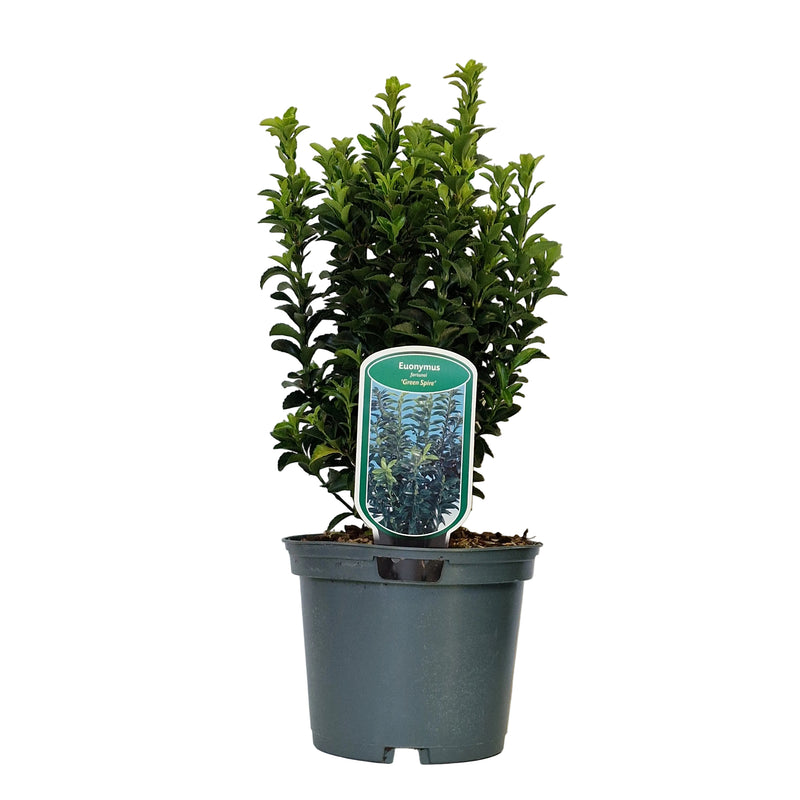 EUONYMUS jap 'Green Spire' 2l