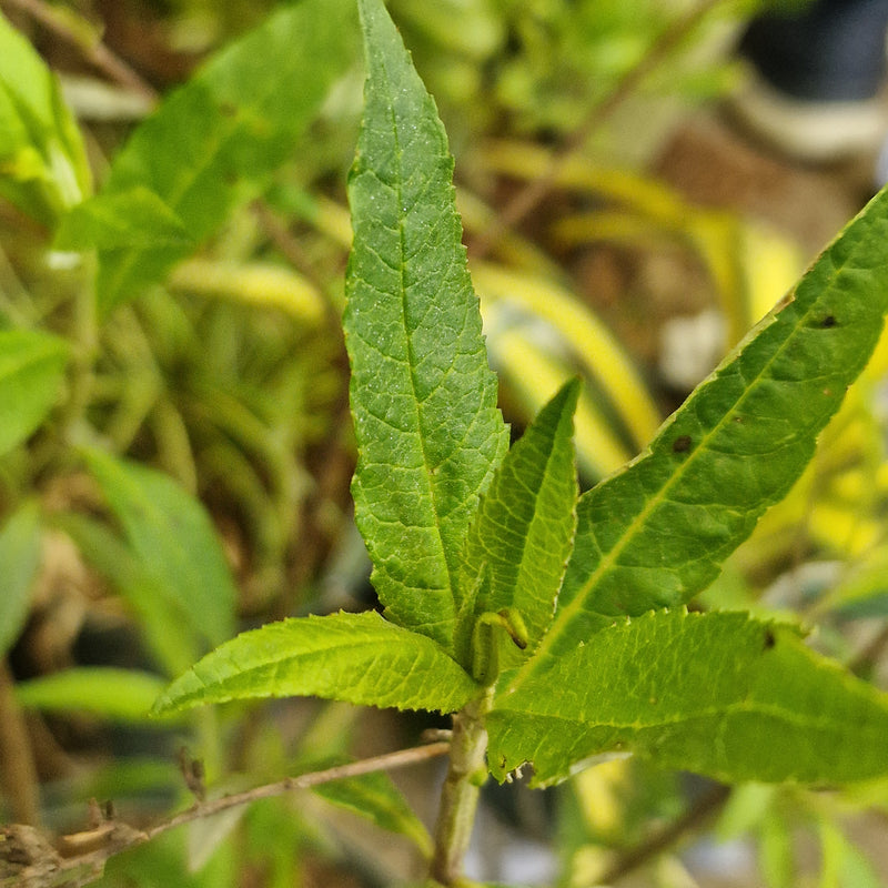BUDDLEJA dav 'Royal Red' 3l