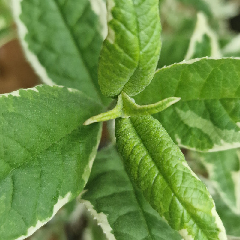 BUDDLEJA dav 'Florence' (PBR) 3l
