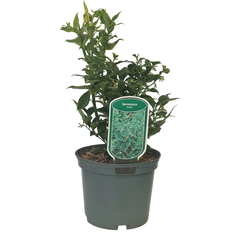 SARCOCOCCA ruscifolia 2l