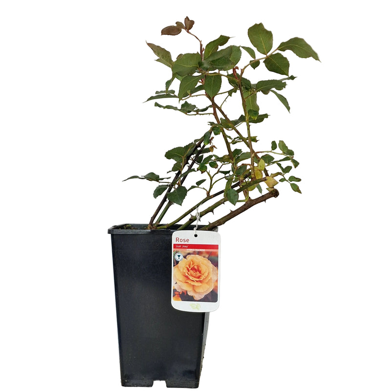 BUSH ROSE - Just Joey