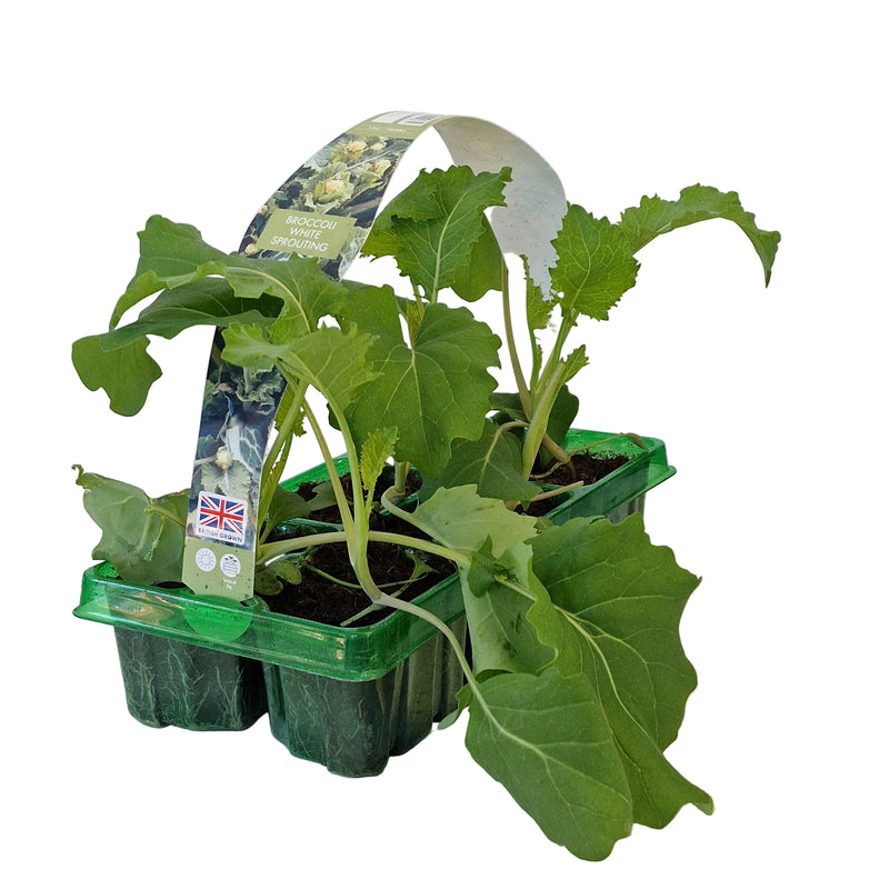 BROCOLLI White Sprouting 6-Pack