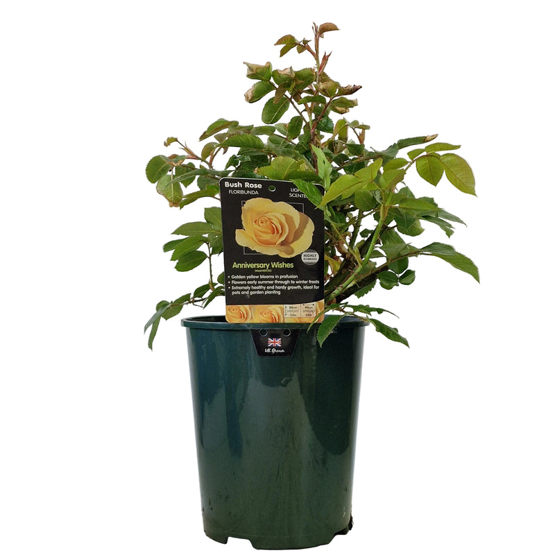 BUSH ROSE - Anniversary Wishes 3ltr