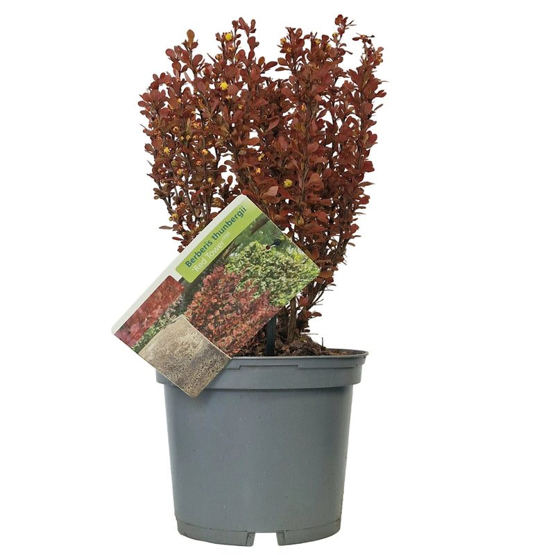 BERBERIS thunb 'Red Tower' (PBR) 3l
