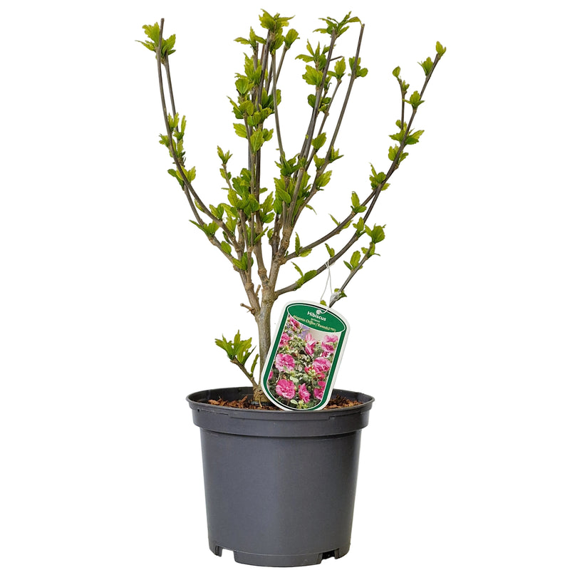 HIBISCUS syr 'Magenta Chiffon' (Rwoods5' PBR) 3l