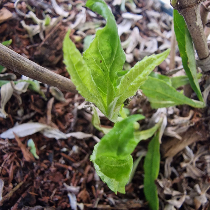 BUDDLEJA dav 'Nanho White' 3l