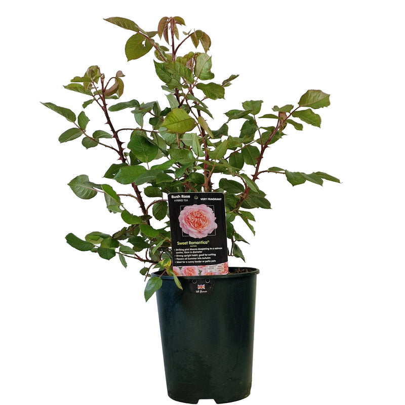 BUSH ROSE - Sweet Romantica 3ltr