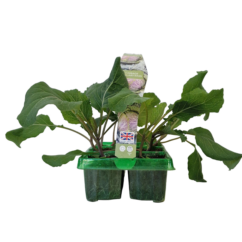 CABBAGE January King 6-Pack
