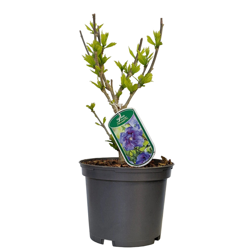 HIBISCUS syr 'Blue Chiffon' ('Notwood3' PBR) 3l