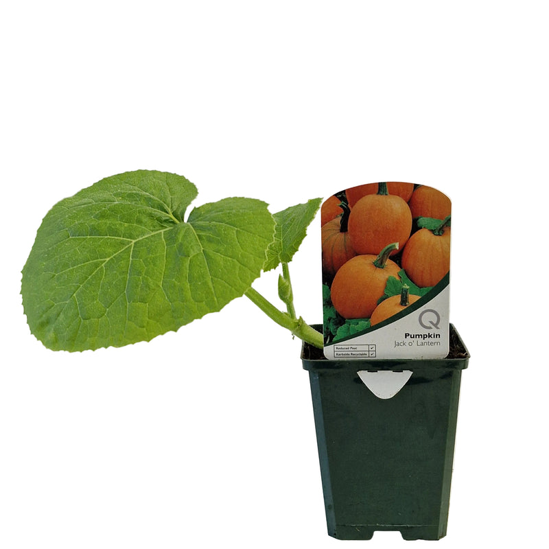 PUMPKIN 8.5cm