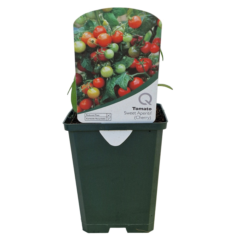 TOMATO Sweet Aperitif  8.5cm