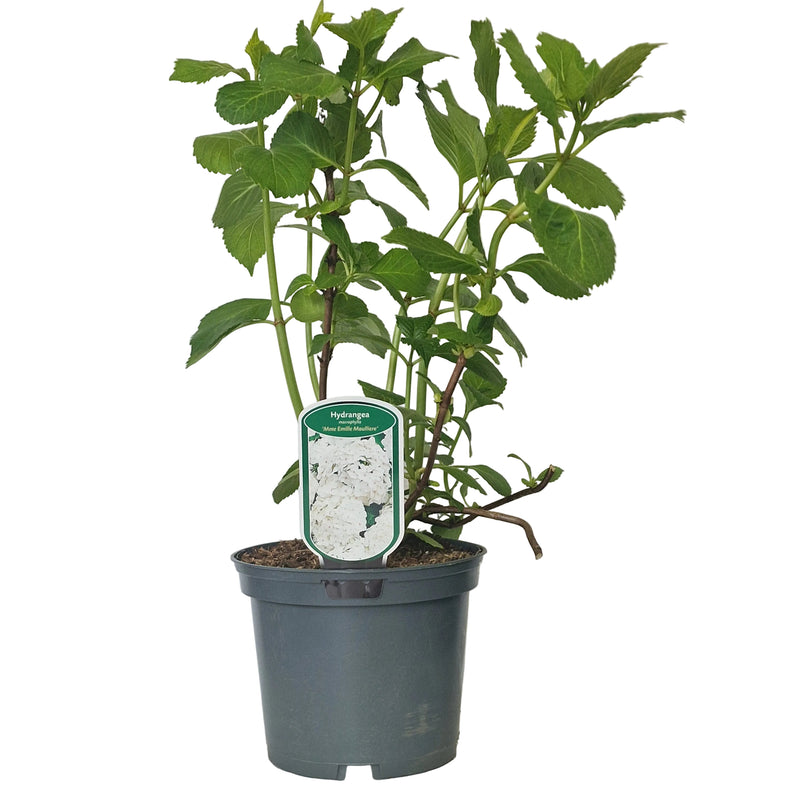 HYDRANGEA macr 'Mme Emile Mouillere' 3l