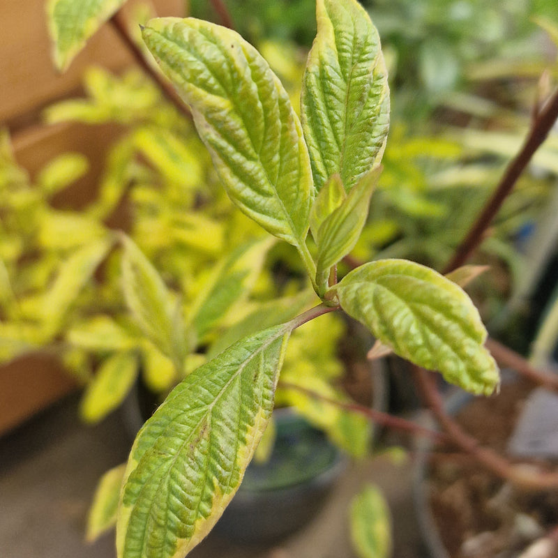 CORNUS alba 'Gouchaultii' 3ltr