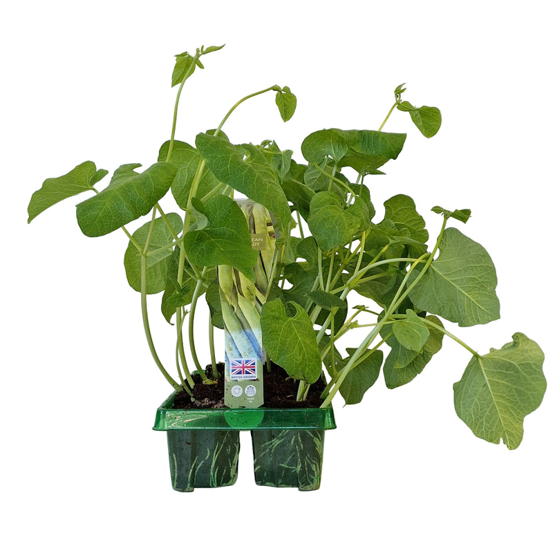 RUNNER BEAN White Lady 6-Pack