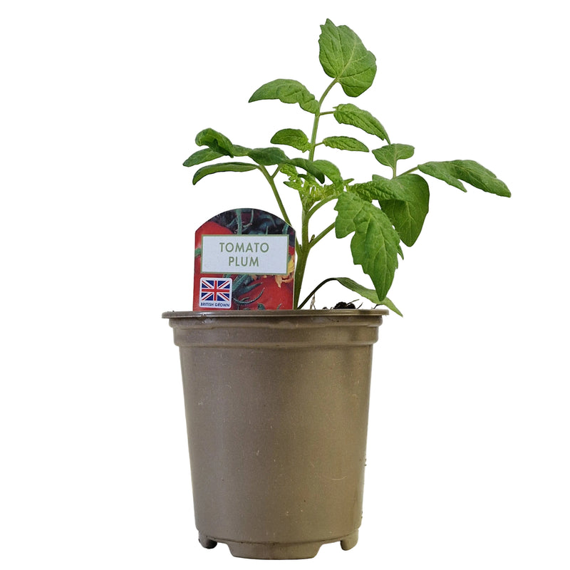 TOMATO Plum  9cm