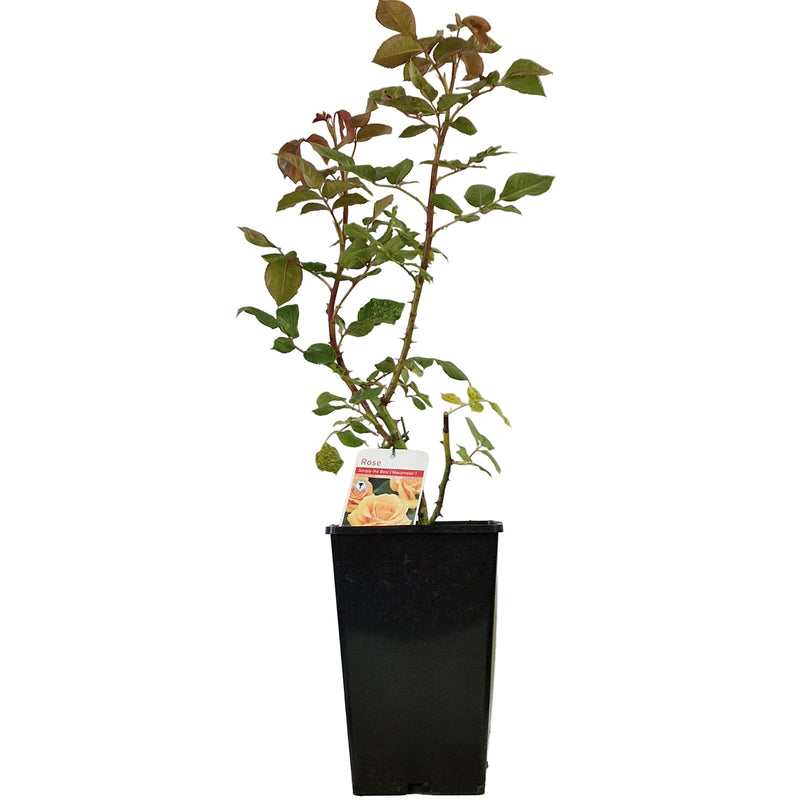 BUSH ROSE - Simply the Best