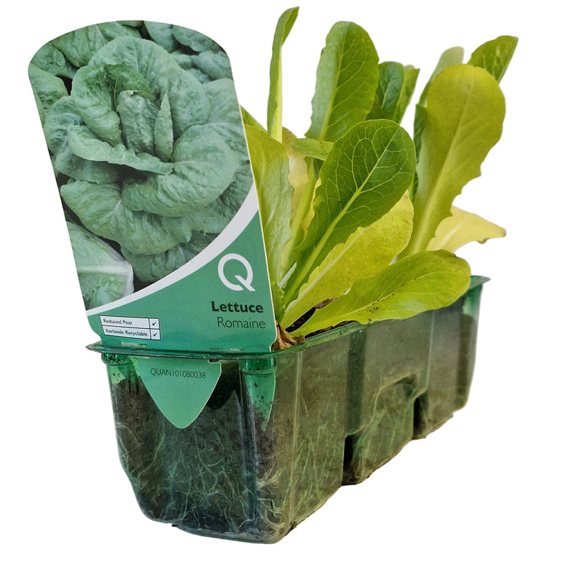 QTL Strip -  Lettuce - Romaine