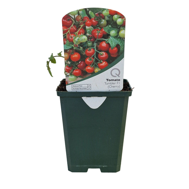 TOMATO Tumbler 8.5cm